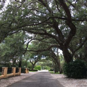 Oak Canopy Road