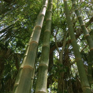 Bamboo