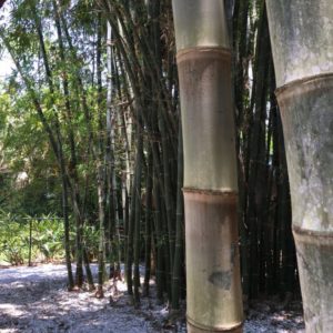 Bamboo