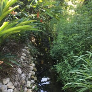 Stream with Ginger, Cardamom & Heliconia