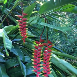 Heliconia