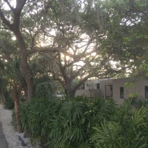 Oak Canopy Road with house on right