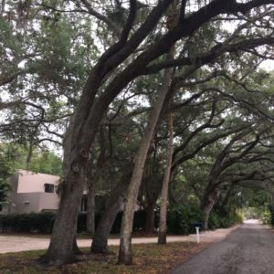 Oak Canopy Road